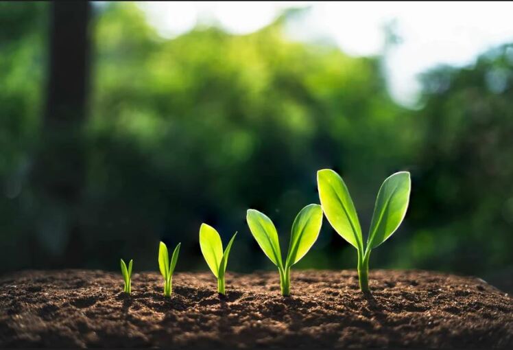 The Impact of Liquid Humic Acid on Soil Health
